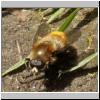 Merodon equestris - Narzissenschwebfliege 07.jpg